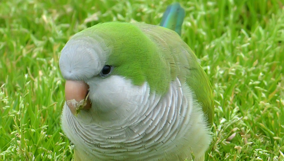 Monk parakeet hot sale price