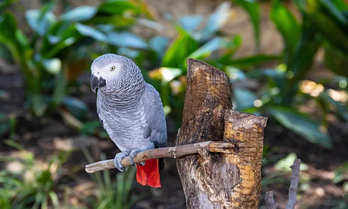 Exotic birds shop near clearance me