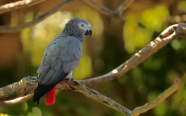 African Grey Parrots For Sale in Chennai