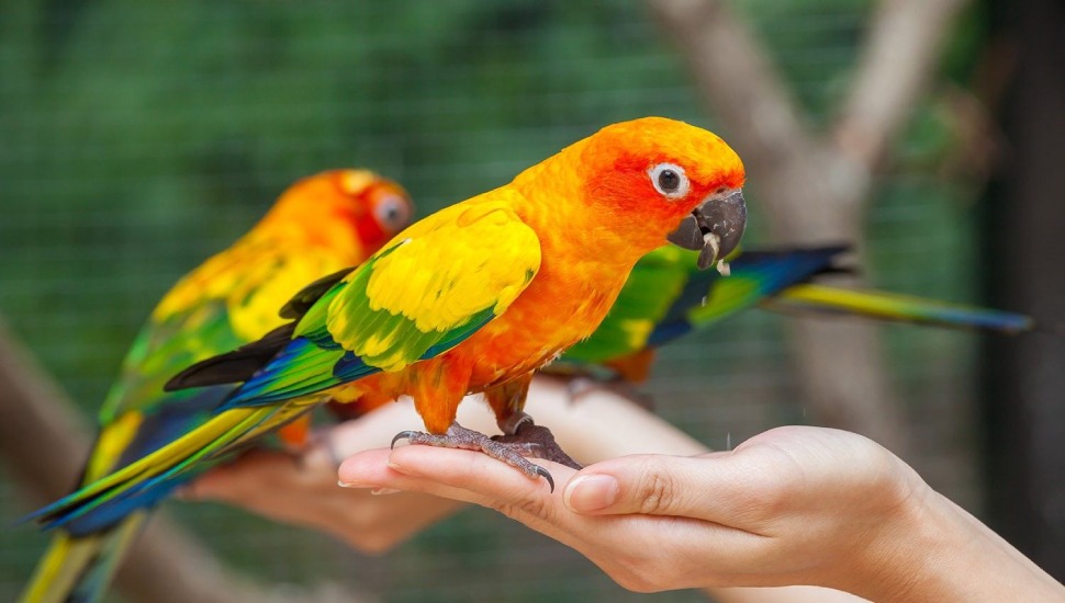 Hand Tamed/Trained Love Pet Birds For Sale in Chennai, Erode